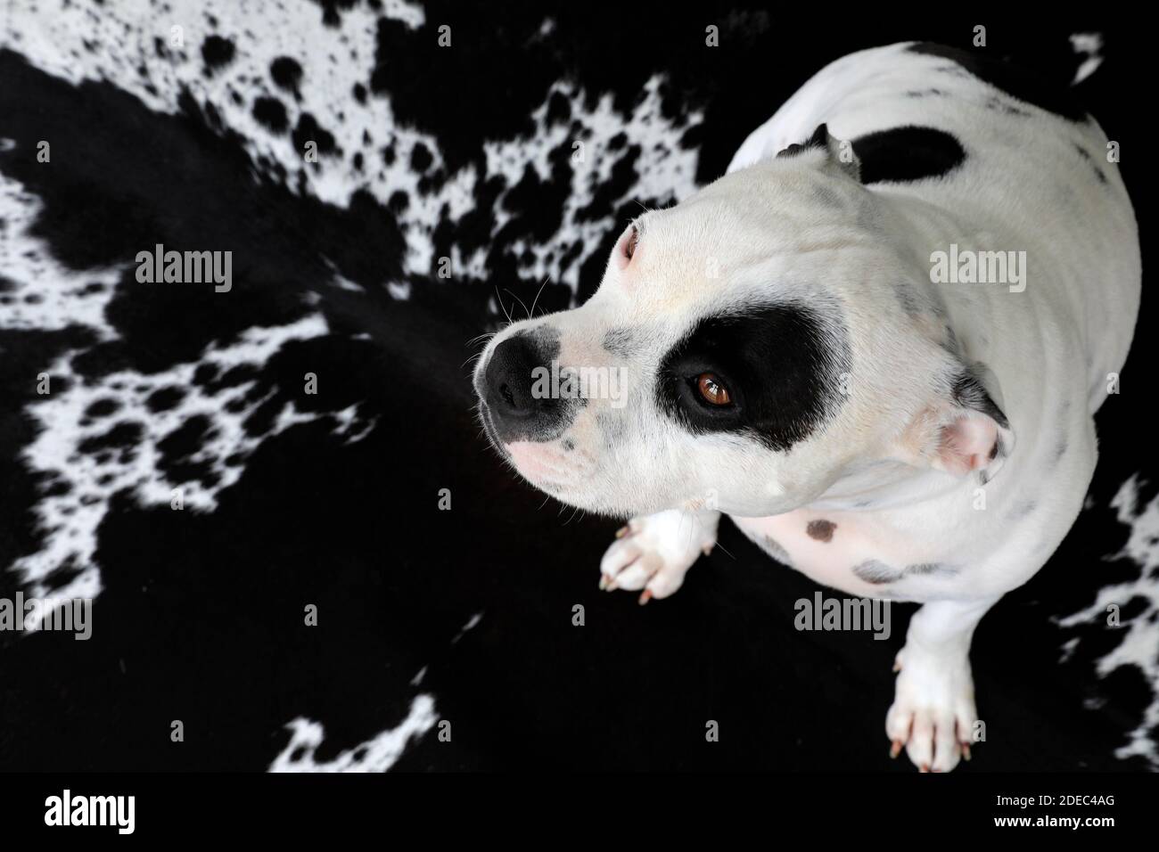 A Staffordshire bull terrier on a cow print rug. Stock Photo