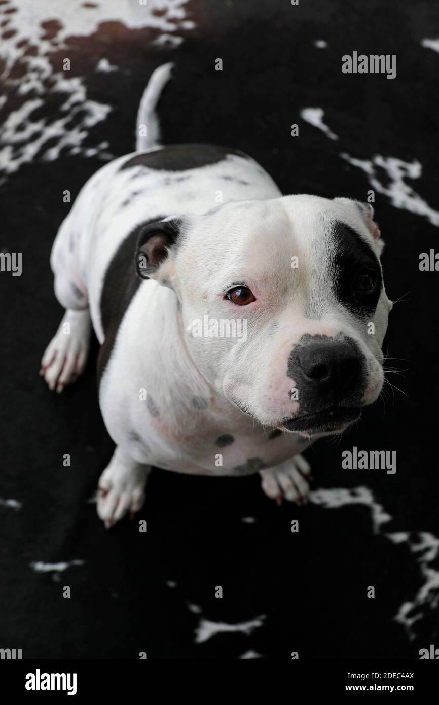 A Staffordshire bull terrier on a cow print rug. Stock Photo