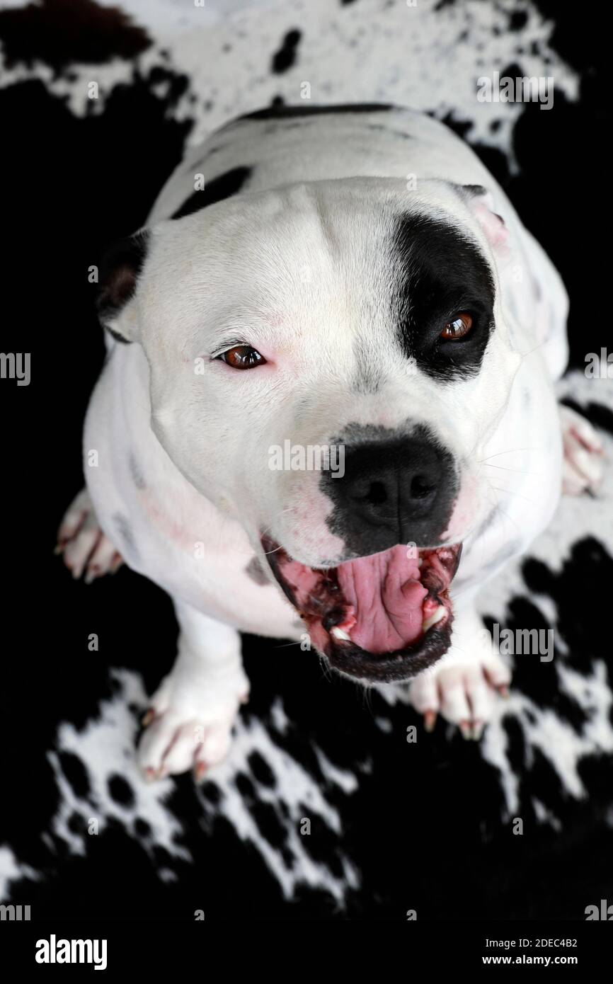 A Staffordshire bull terrier on a cow print rug. Stock Photo