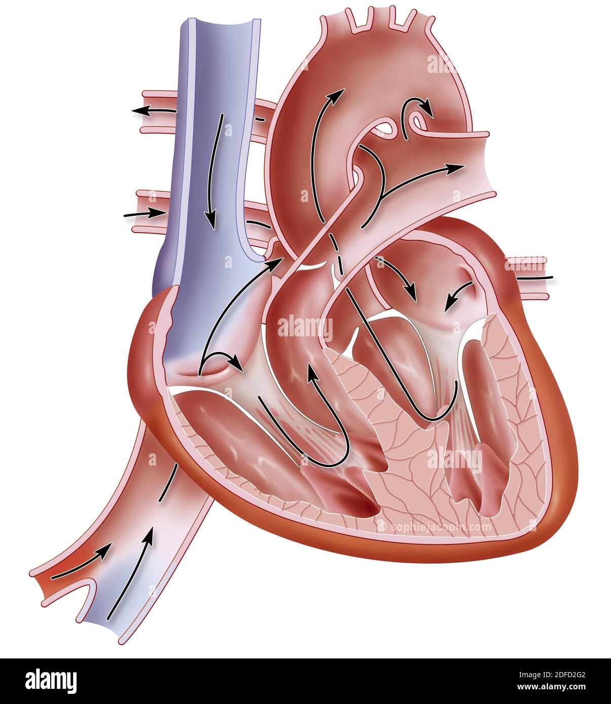 Circulatory system hi-res stock photography and images - Alamy