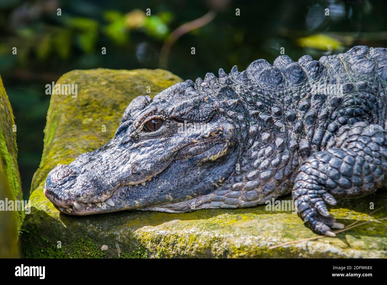 The closeup image of Chinese alligator (Alligator sinensis). A critically endangered crocodile endemic to China. Stock Photo