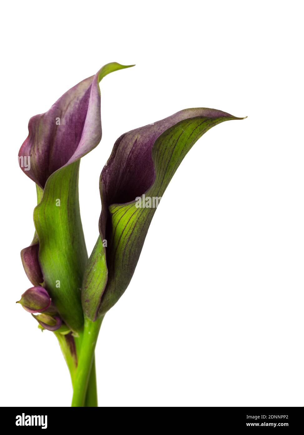 famous beautiful calla lily flower fine art of natural contemporary design simple and luxury isolated on white good for home decoration Stock Photo