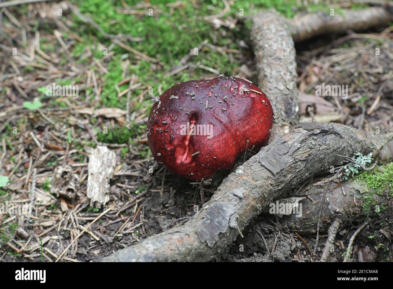 Tall russula, Russula paludosa, also known as the hintapink brittlegill, a delicious wild mushroom from Finland Stock Photo