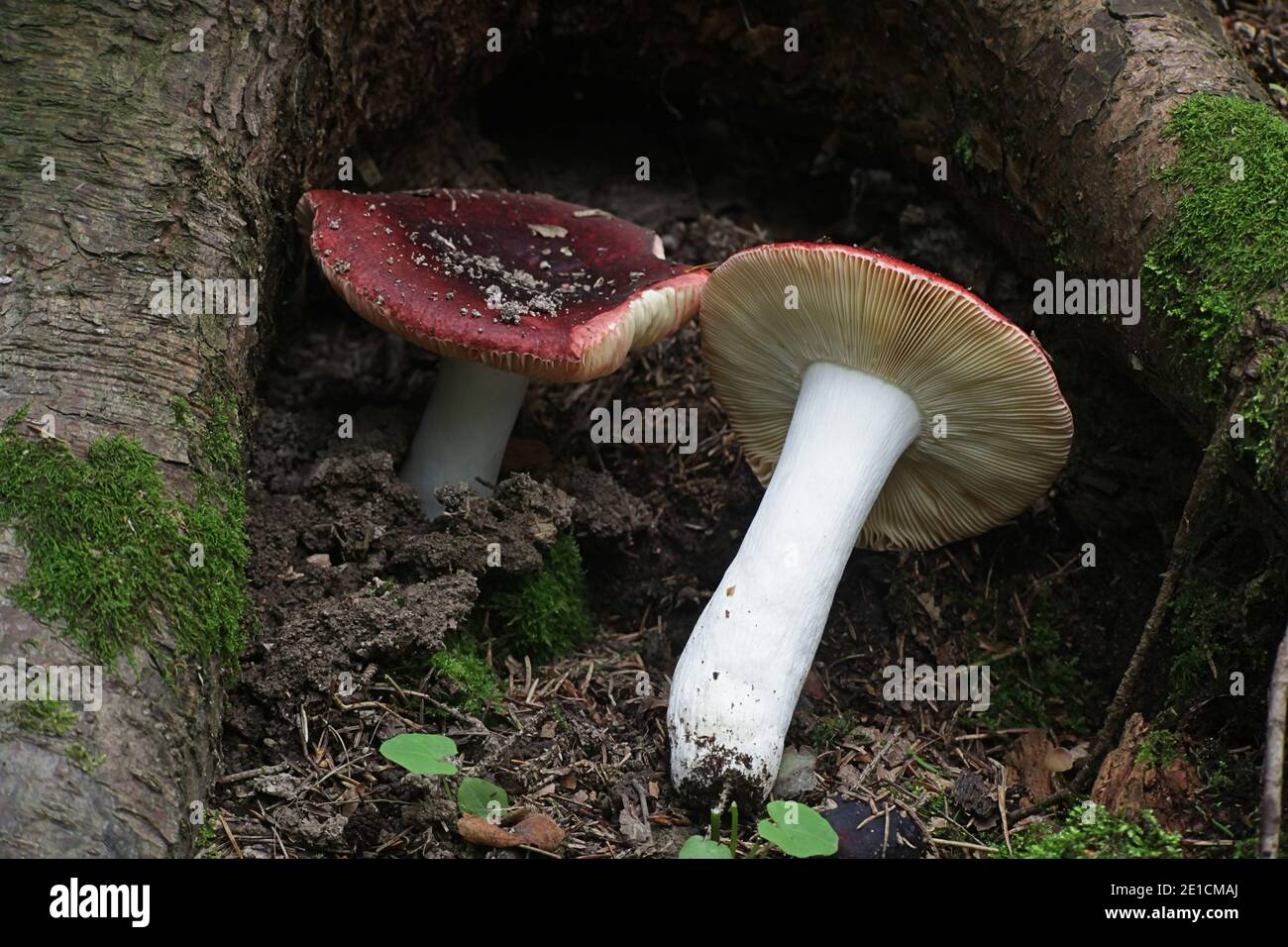 Tall russula, Russula paludosa, also known as the hintapink brittlegill, a delicious wild mushroom from Finland Stock Photo