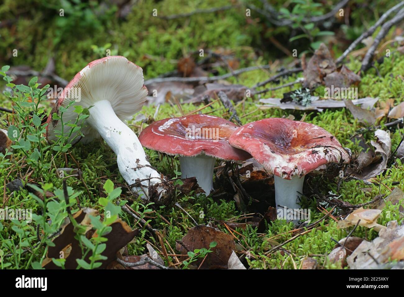 Russula paludosa, known as the tall russula or hintapink brittlegill, a delicious wild mushroom from Finland Stock Photo