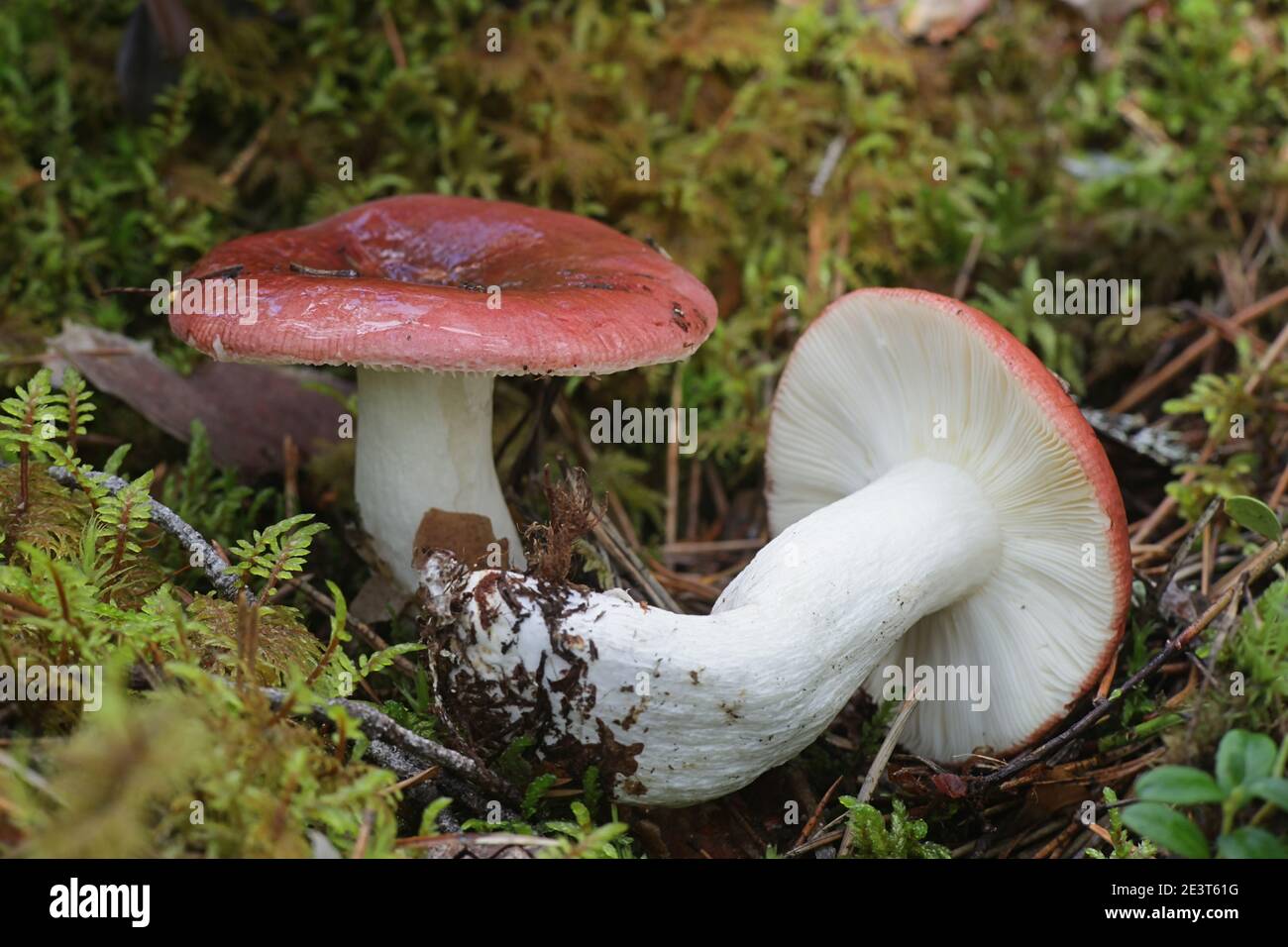 Tall russula, Russula paludosa, also known as the hintapink brittlegill, a delicious wild mushroom from Finland Stock Photo