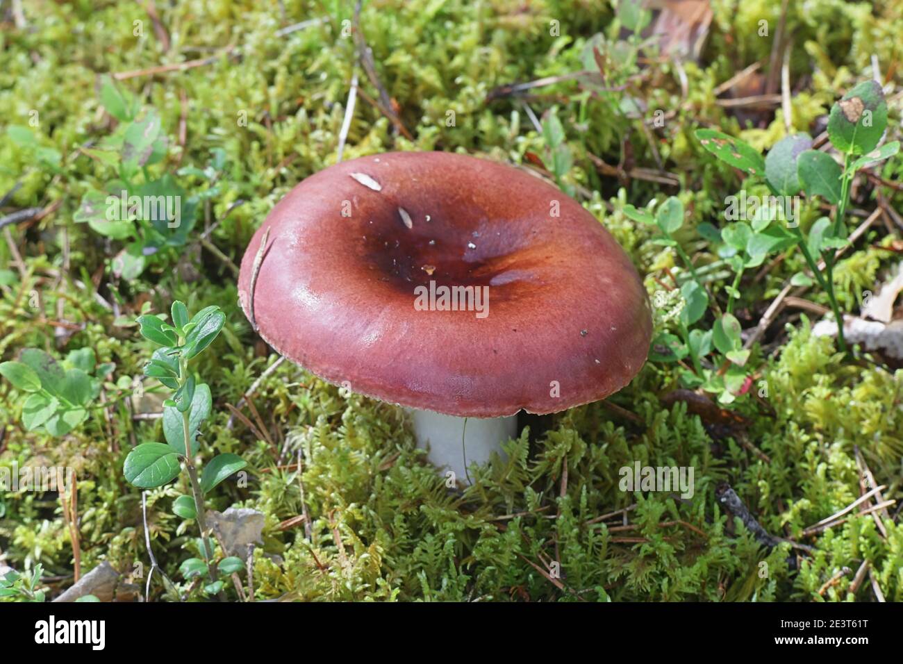 Tall russula, Russula paludosa, also known as the hintapink brittlegill, a delicious wild mushroom from Finland Stock Photo