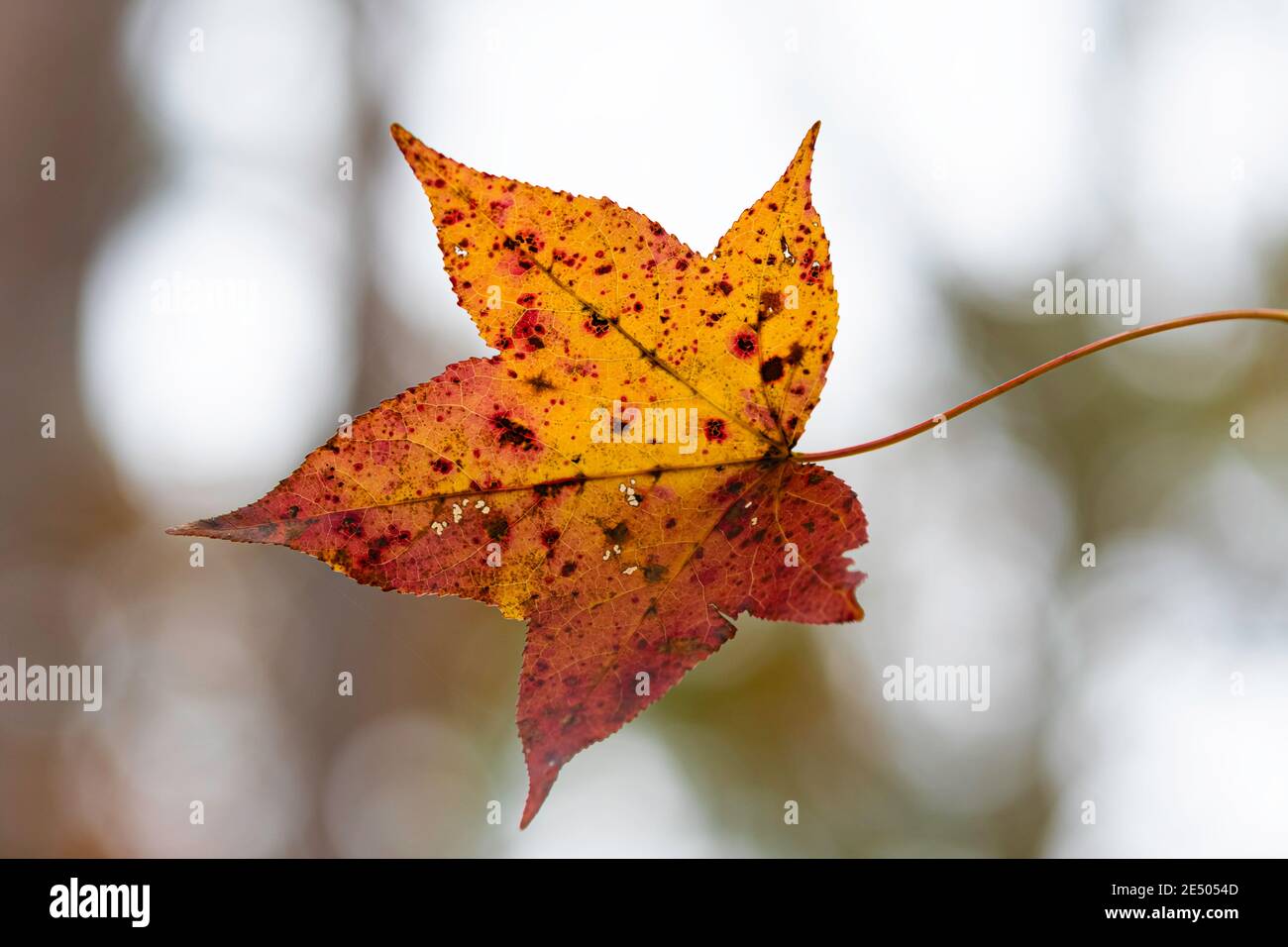 Single red maple (Acer rubrum) leaf against a blurred sky background Stock Photo