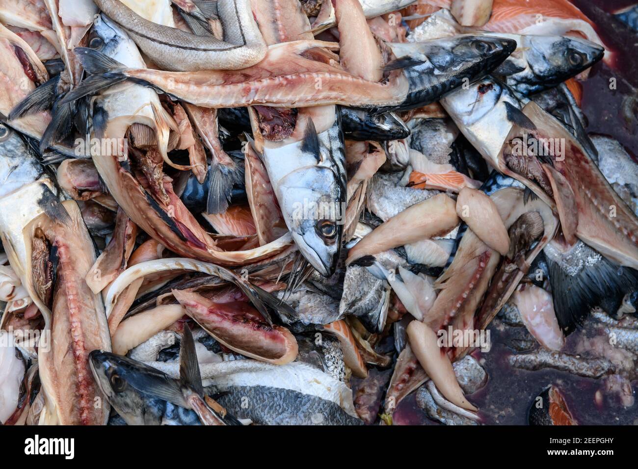 Food waste, fish heads and fish guts in a food waste bin at the Birmingham Wholesale Markert, Birmingham, England, UK Stock Photo