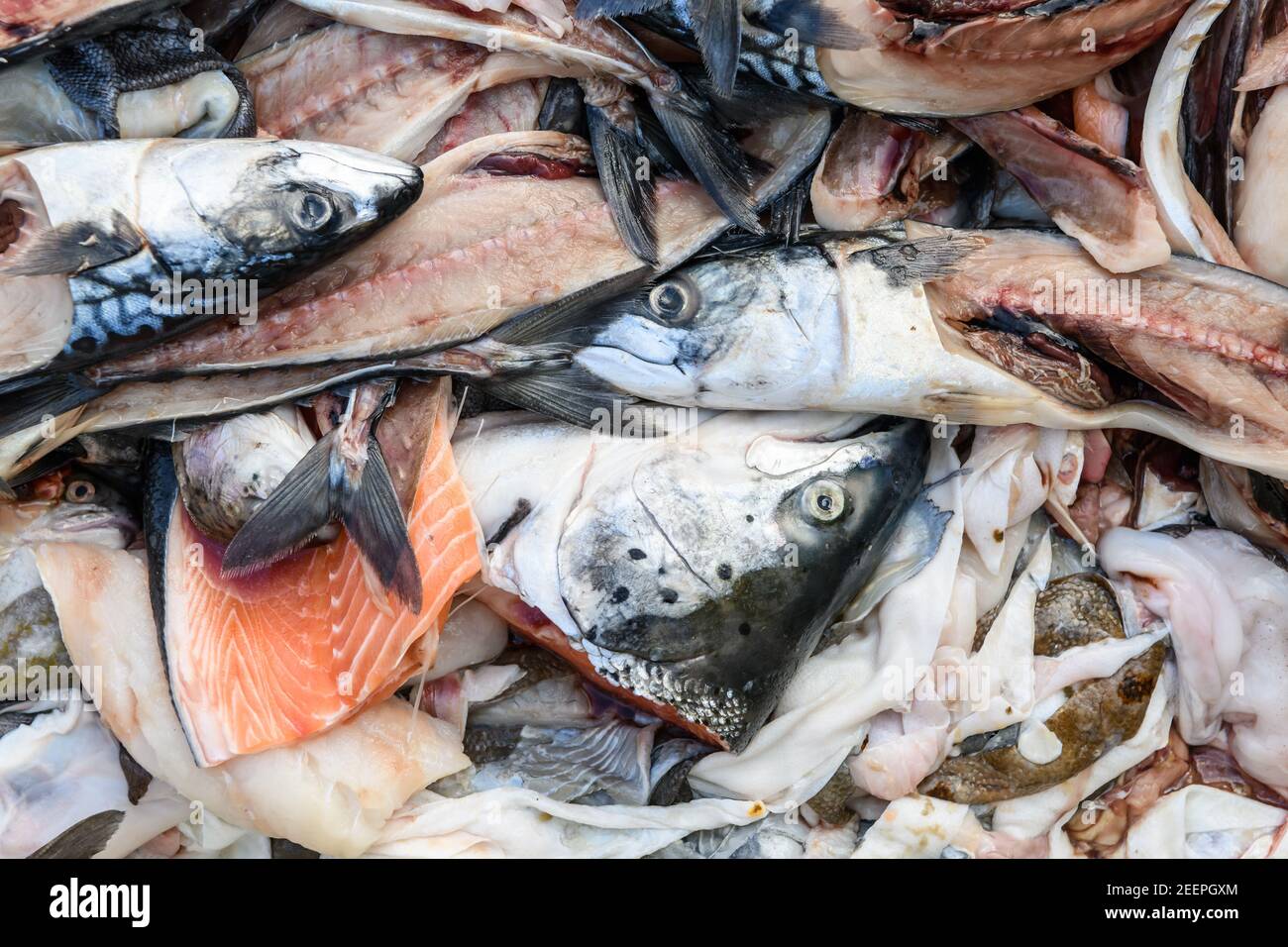 Food waste, fish heads and fish guts in a food waste bin at the Birmingham Wholesale Markert, Birmingham, England, UK Stock Photo