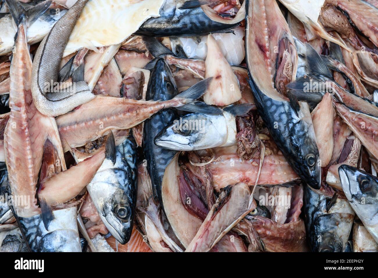 Food waste, fish heads and fish guts in a food waste bin at the Birmingham Wholesale Markert, Birmingham, England, UK Stock Photo