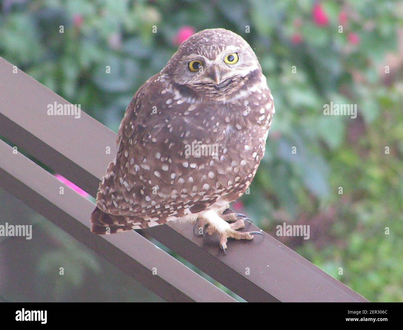 Athene cunicularia, Burrowing Owl, Small Miner on the balcony. Family Strigidae, bird of prey, medium size, bright yellow eyes. Brown, beige colors. Stock Photo