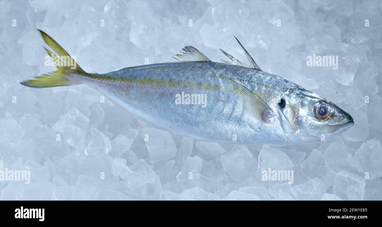 From above of whole fresh fish with light gray scales and tail on frozen ice cubes Stock Photo