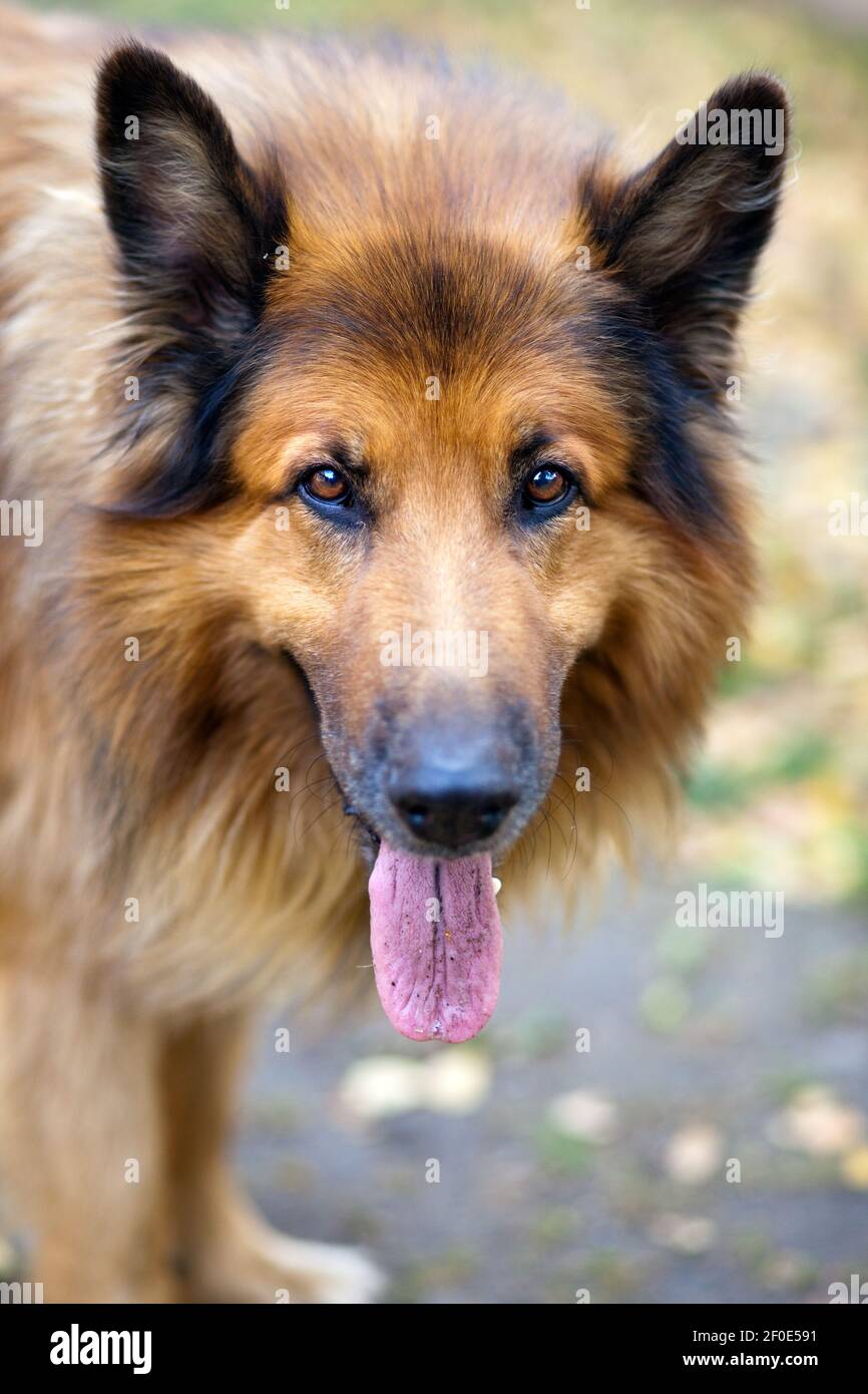 Collie Stock Photo