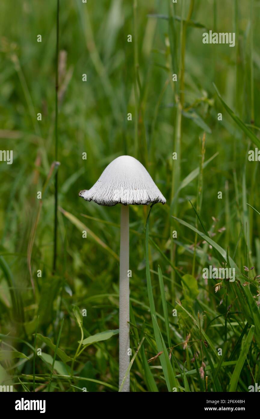 White mushroom close up in nature, tall mushroom in the wild Stock Photo