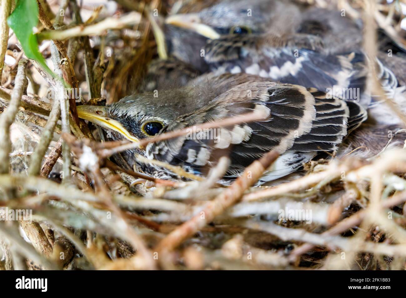 Juvenile baby Northern Mockingbirds in a bird nest in a ficus tree found near residence in Coral Springs South Florida in Broward County near Miami. Stock Photo