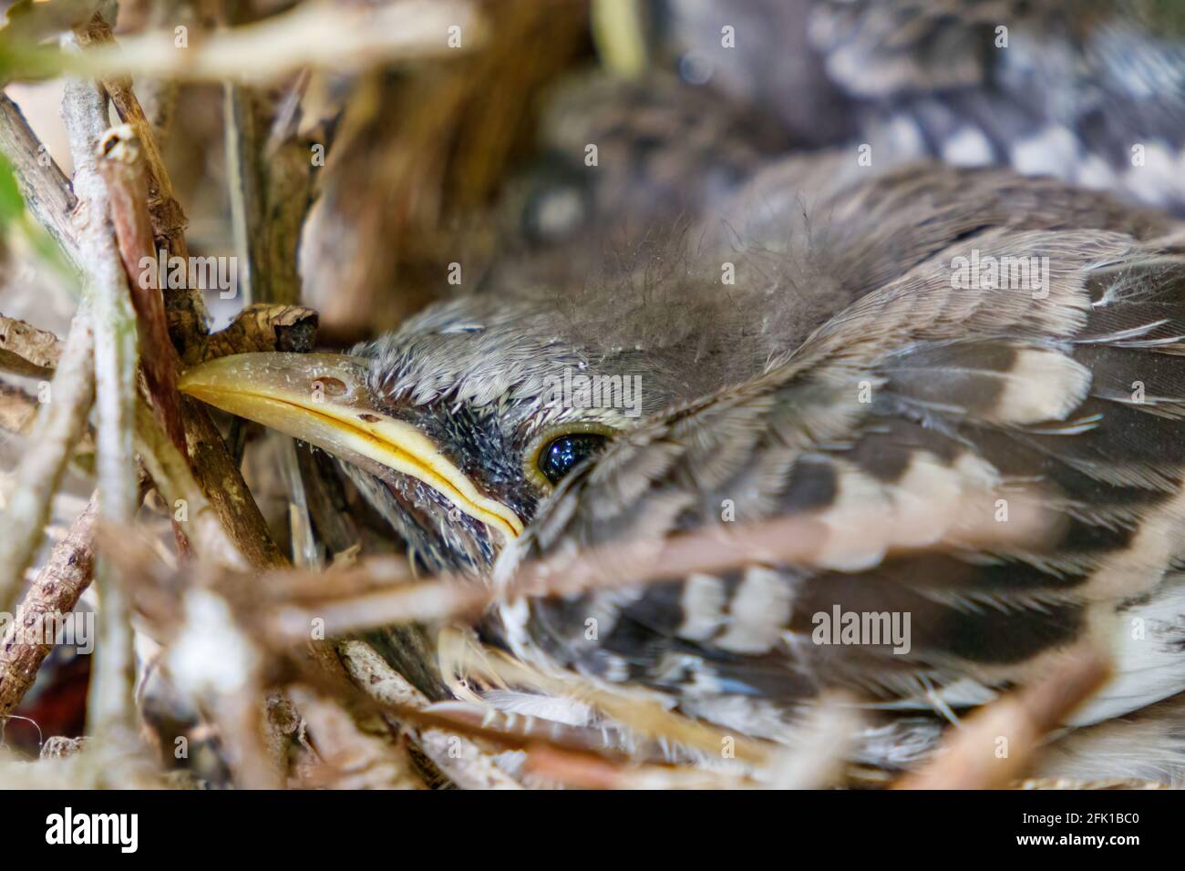 Juvenile baby Northern Mockingbirds in a bird nest in a ficus tree found near residence in Coral Springs South Florida in Broward County near Miami. Stock Photo