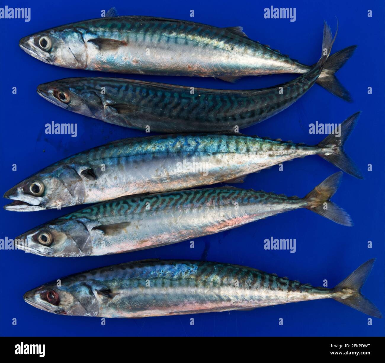 Dead Mackerel on blue background. Stock Photo