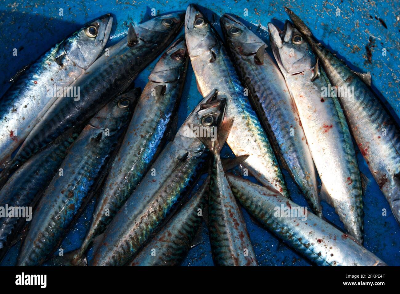 Dead Mackerel on blue background. Stock Photo