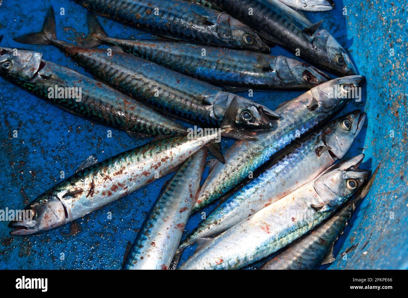 Dead Mackerel on blue background. Stock Photo