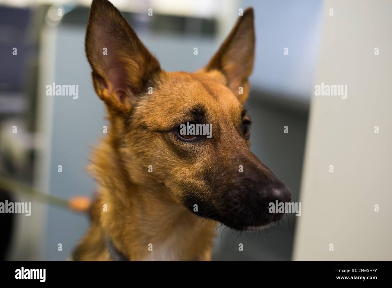 Belgian Shepherd dog head detail Stock Photo