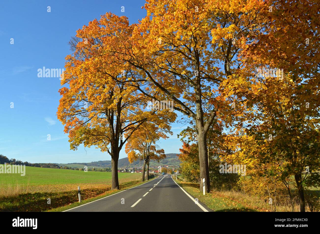 Colorful autumn forest Stock Photo