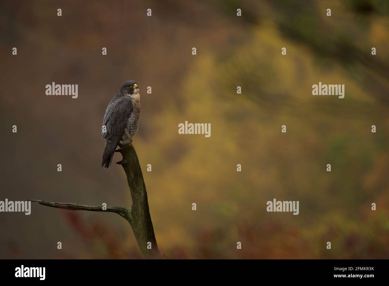 waiting in a high point for a prey...Peregrine Falcon Stock Photo