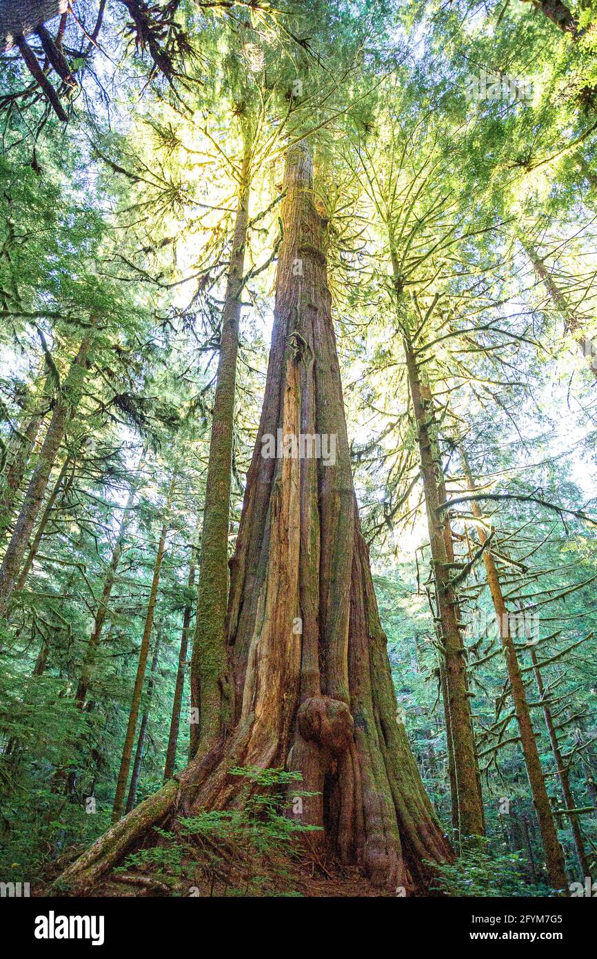 Old Growth Vancouver Island Stock Photo