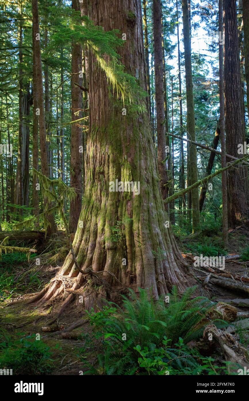 Old Growth Vancouver Island Stock Photo