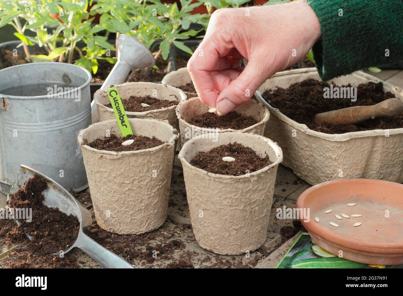 Sowing cucumbers. Woman starting off cucumber seeds - Cucumis sativus 'Burpless Tasty Green' individually into clay pots. UK Stock Photo