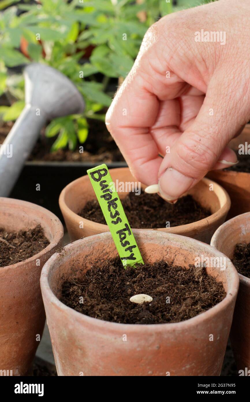 Sowing cucumbers. Woman starting off cucumber seeds - Cucumis sativus 'Burpless Tasty Green' individually into clay pots. UK Stock Photo