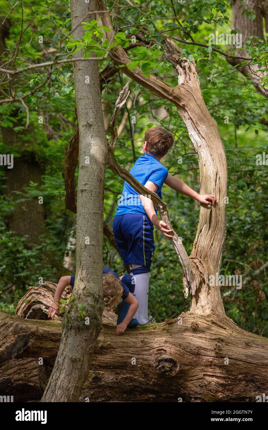 Two young boys, brothers, siblings, climbing, clambering, balancing on a fallen dead tree trunk in woodland. Shared nature finding and discovery. Rura Stock Photo