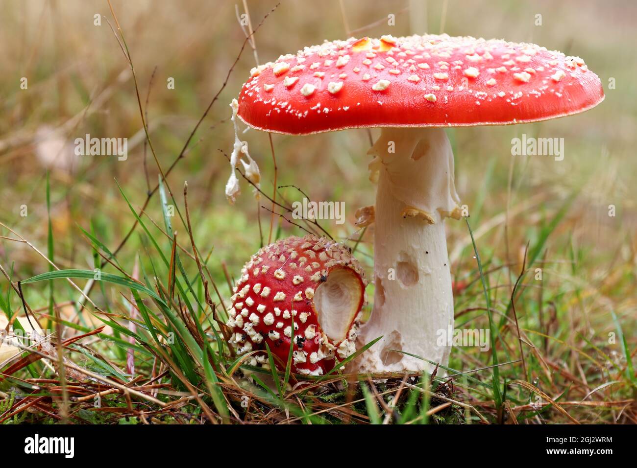 Small and big fly poison amanita - amanita muscaria - poisonous mushroom Stock Photo