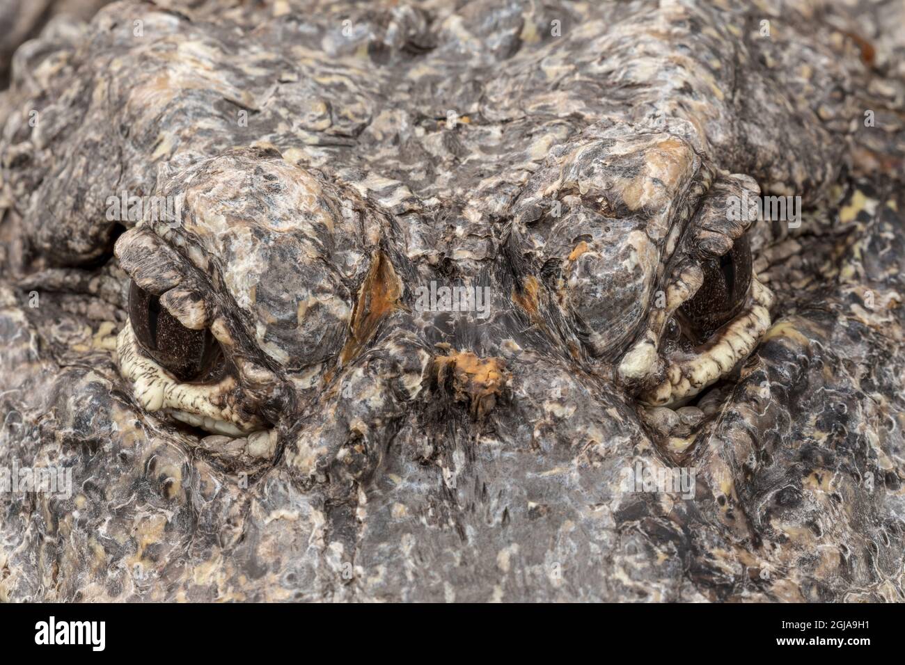 Chinese Alligator. Stock Photo