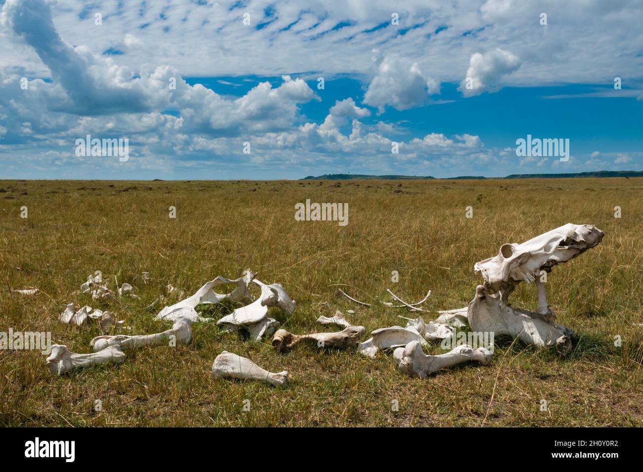 A hippopotamus skeleton lying in the Maasai Mara plains. Masai Mara National Reserve, Kenya. Stock Photo