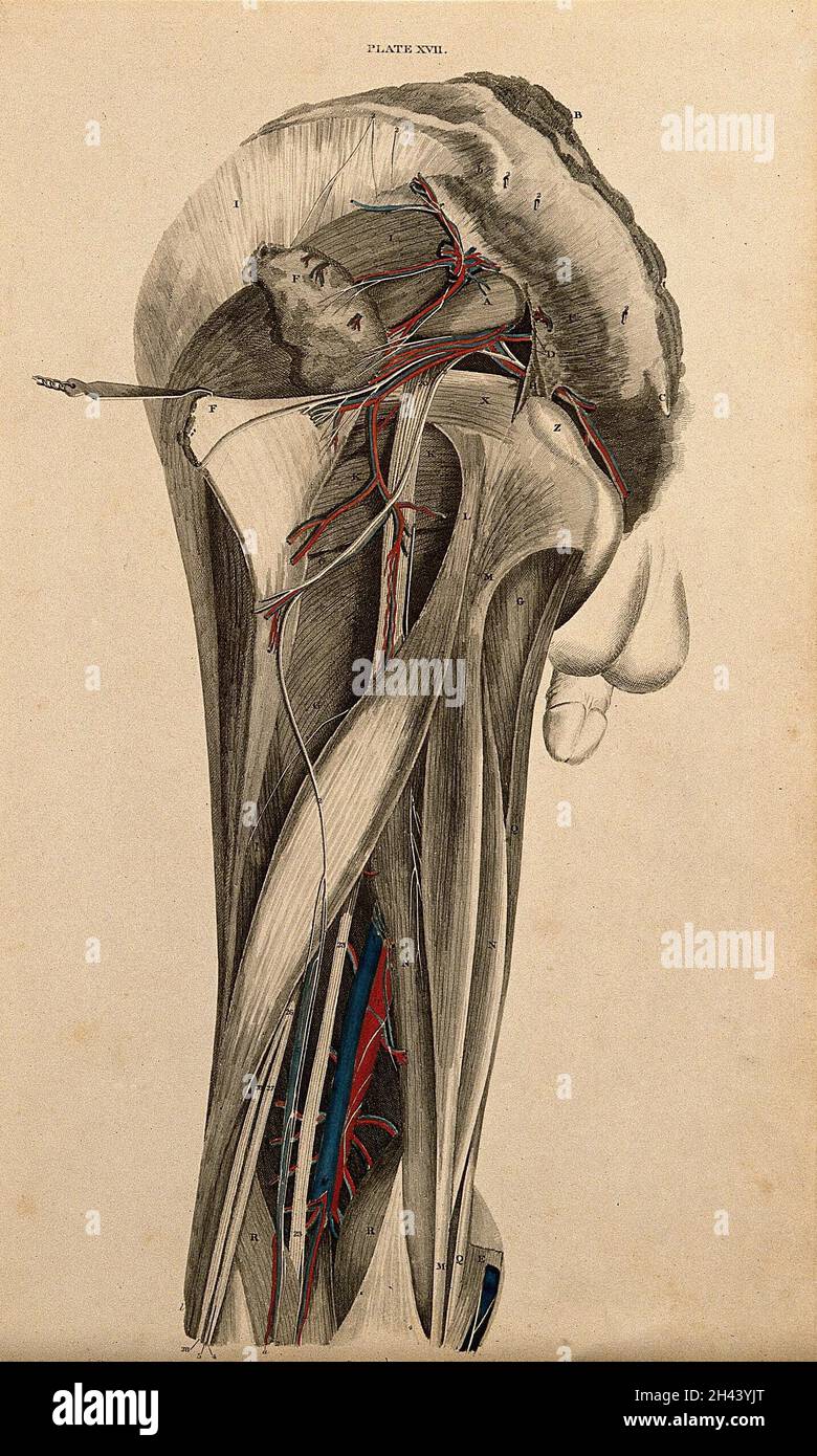 Male pelvis and thigh: dissection, with blood vessels and nerves indicated in red and blue. Coloured line engraving by W.H. Lizars, 1822/1826. Stock Photo