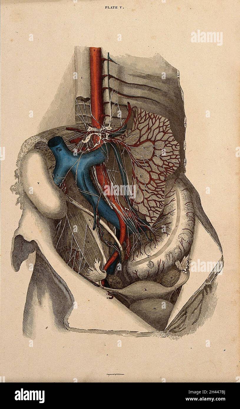 Female pelvis: dissection, with blood-vessels and nerves indicated in red and blue. Coloured line engraving by W.H. Lizars, 1822/1826. Stock Photo