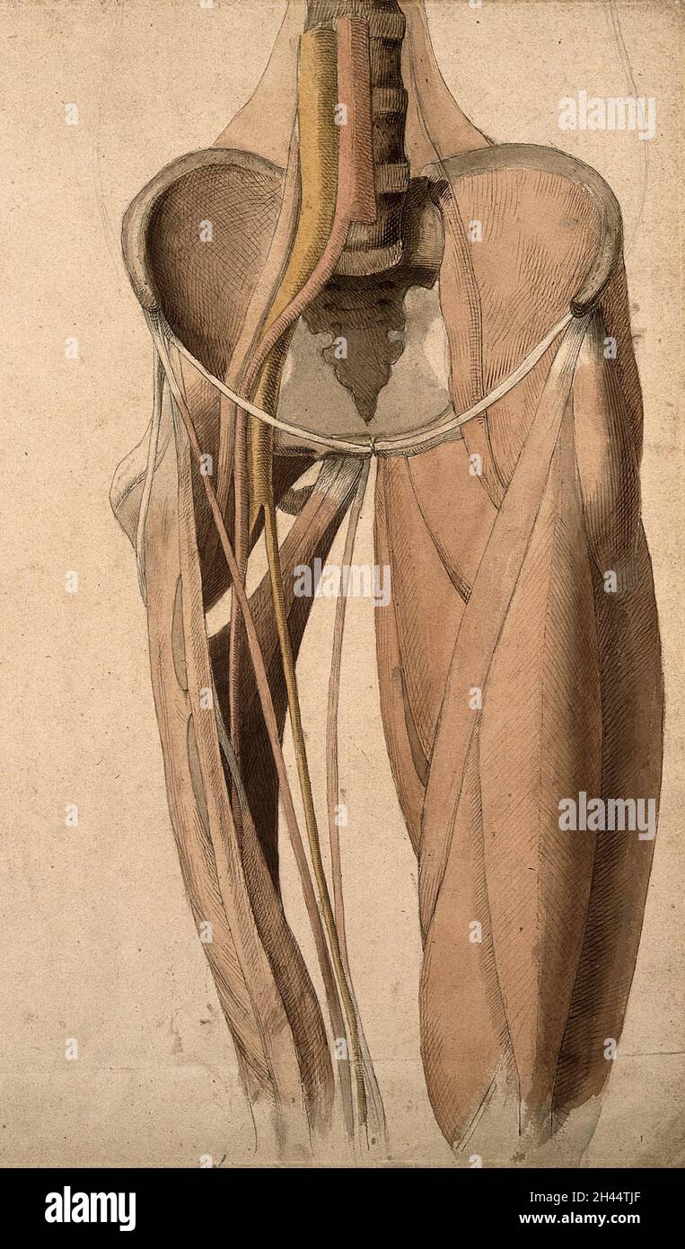 Muscles, bones and blood-vessels (?) of the pelvis. Pen and ink, with pink, yellow and brown watercolour washes, by C. Landseer, ca. 1815. Stock Photo