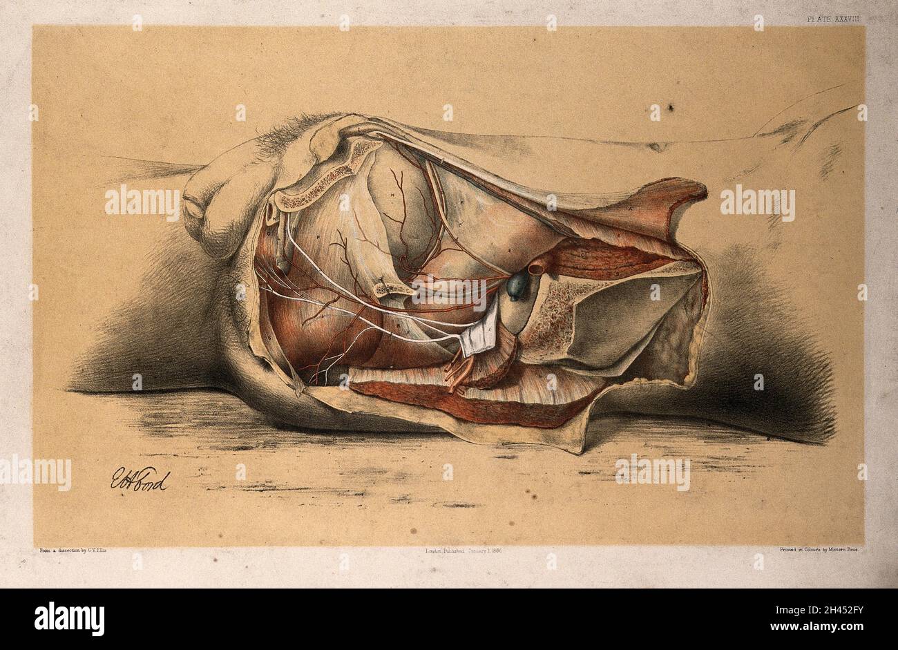 Dissection of the pelvis and abdomen of a man, showing the arteries, blood vessels and muscles: side view. Lithograph by G.H. Ford, 1866. Stock Photo