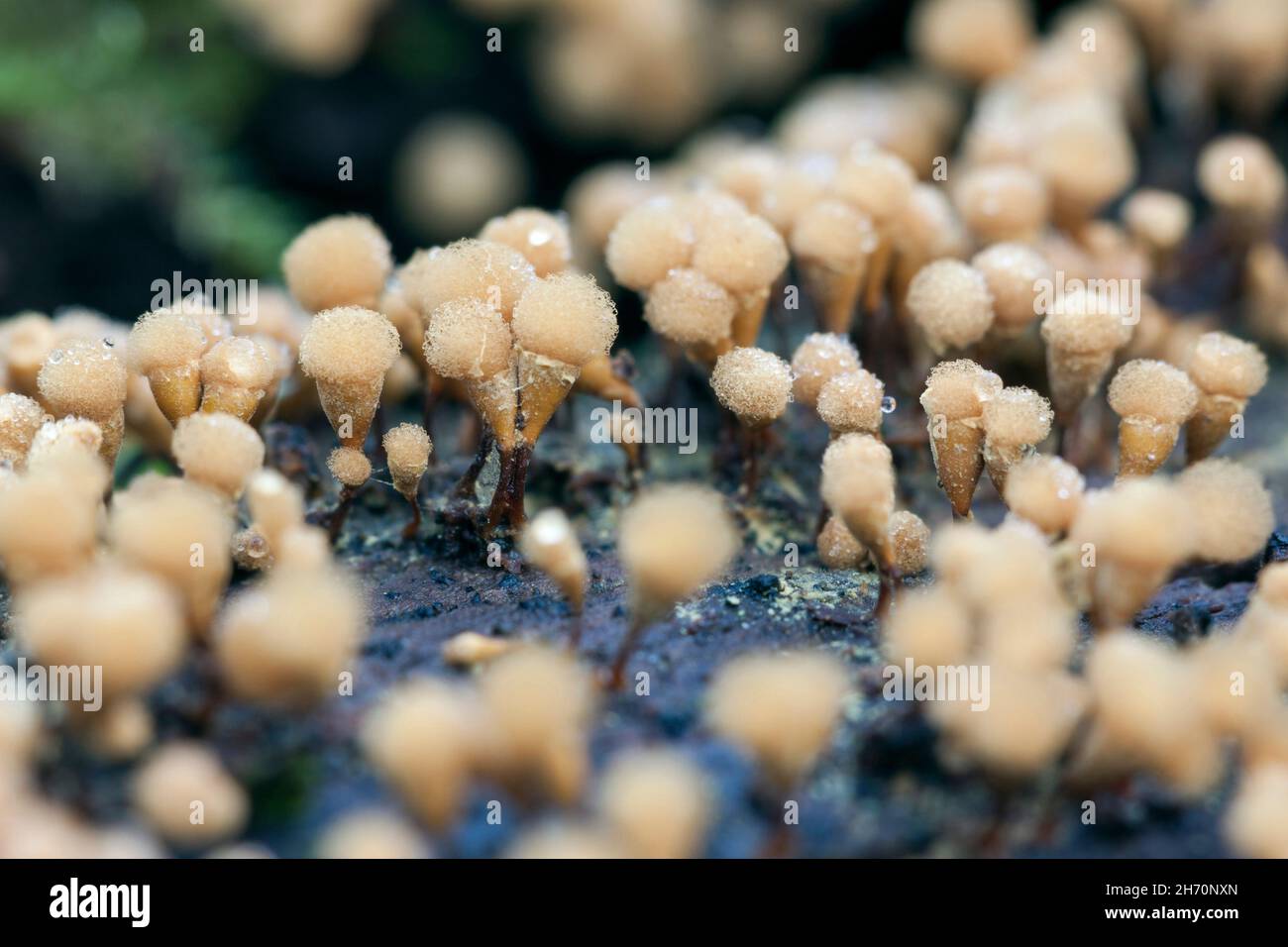 Yellow-Fuzz Cone Slime (Hemitrichia calyculata) is 1 to 3 mm tall . Germany Stock Photo