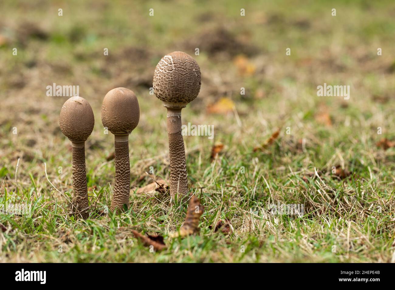 Close up of a row of three parasol mushrooms - Macrolepiota procera, wild fungi growing on the woodland floor at Bowood House and Gardens,Wiltshire,UK Stock Photo