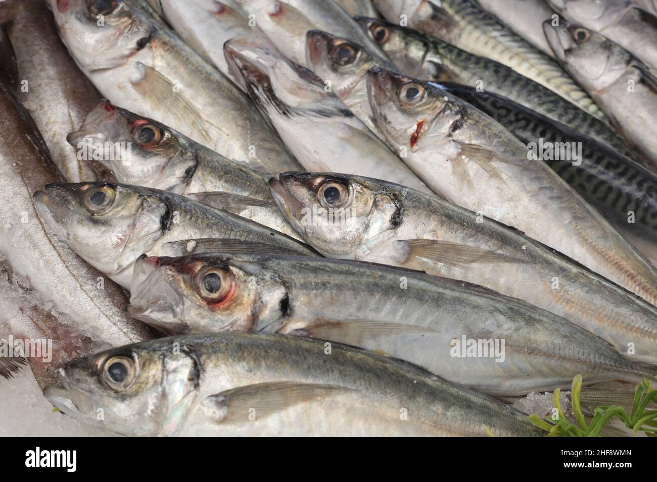 mackerel fish on ice at the market Stock Photo