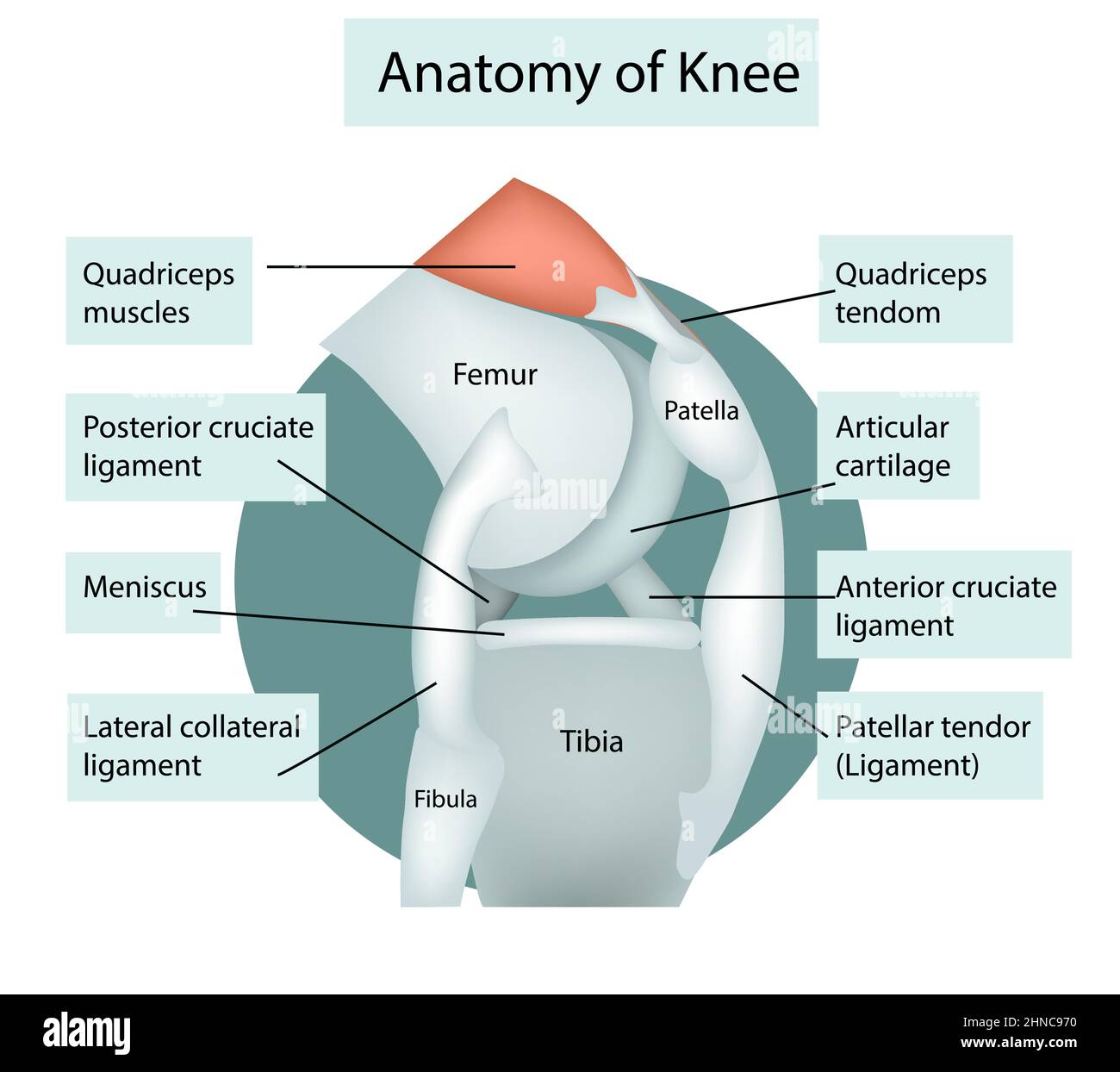 Leg cross at knee Cut Out Stock Images & Pictures - Alamy