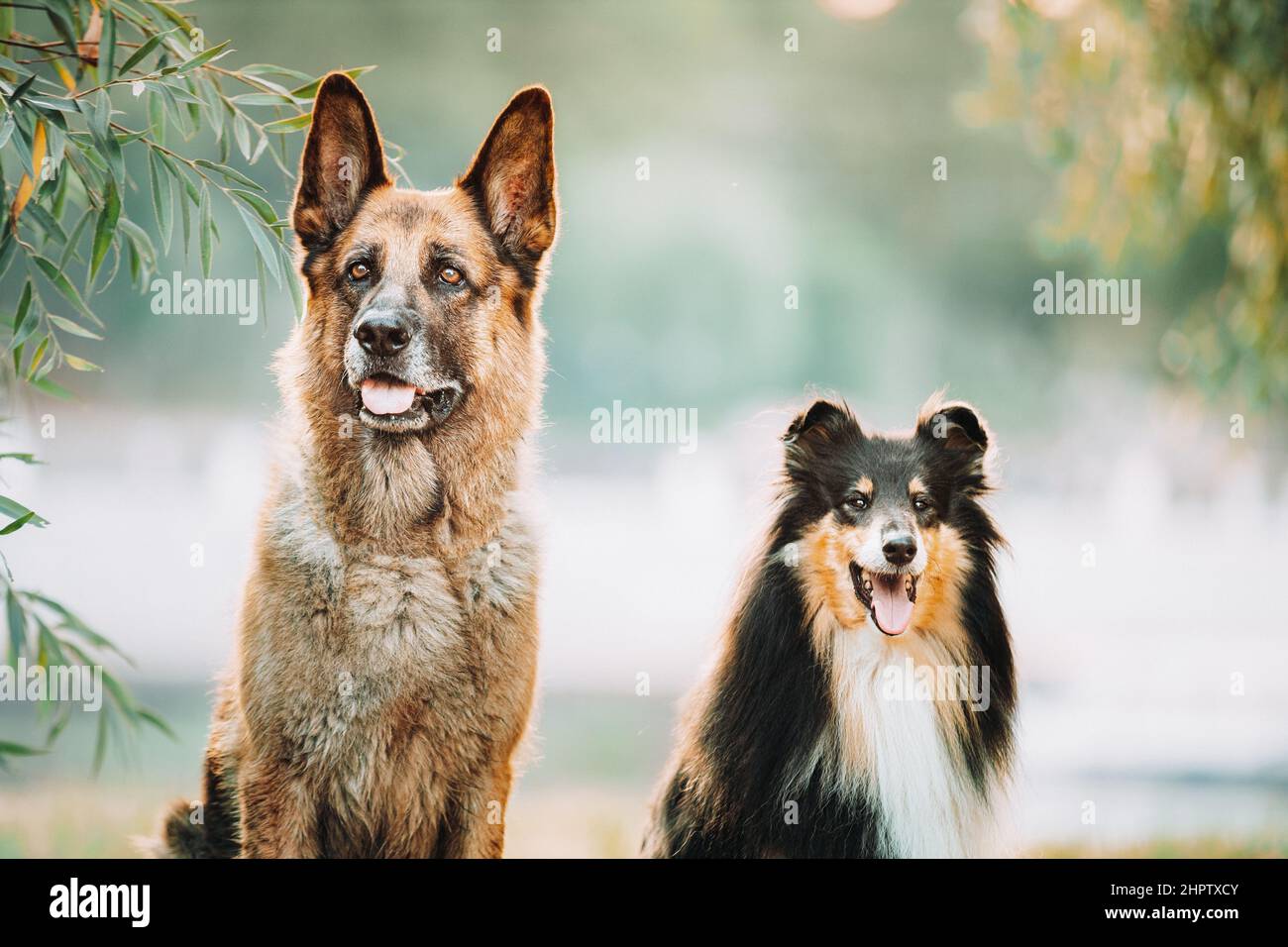 Alsatian Wolf Dog And Tricolor Rough Collie Sitiing Together In park. Funny Scottish Collie, Long-haired Collie, English Collie, Lassie Dog Stock Photo