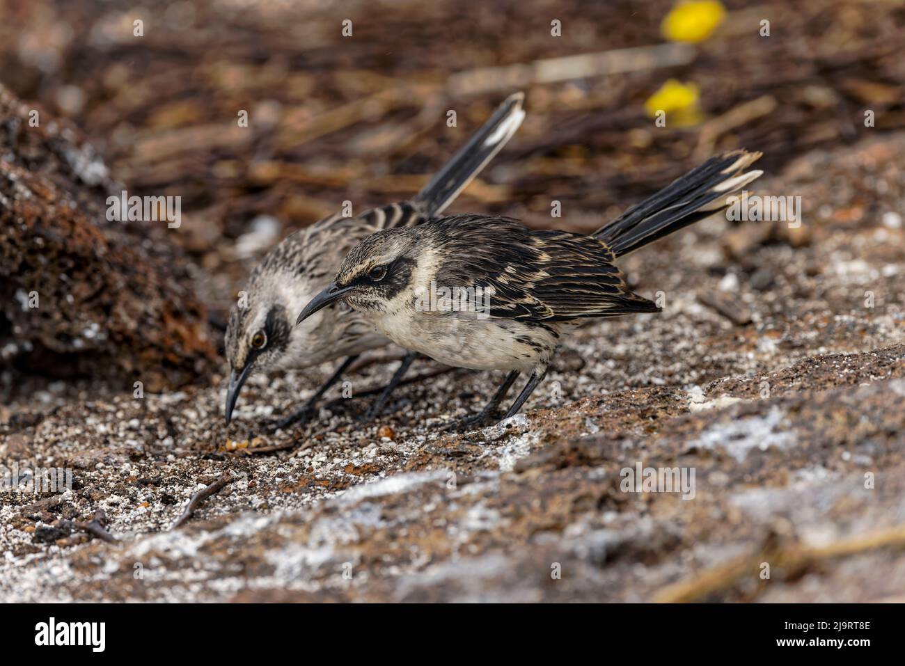 Hood mockingbird with fledgling, Espanola Island, Galapagos Islands, Ecuador. Stock Photo