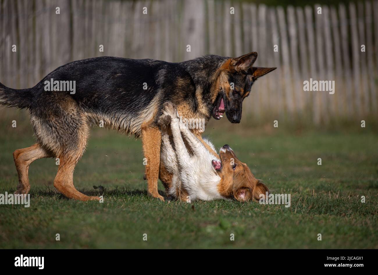 German Shepard and Sheltie dogs playing in the grass and having fun Stock Photo