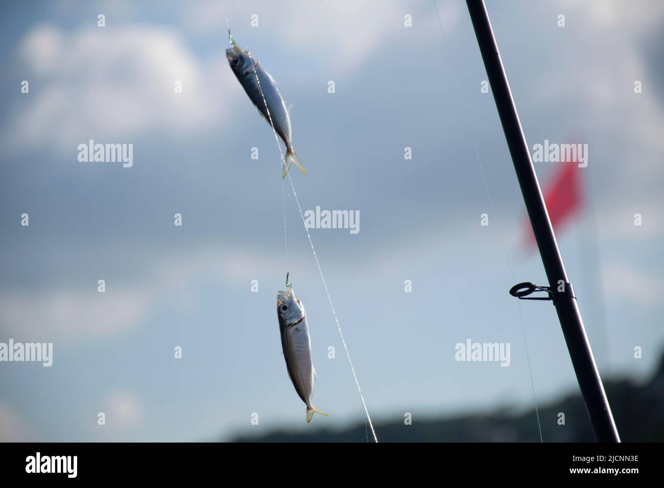 Freshly caught horse mackerel fish on a hook. Stock Photo