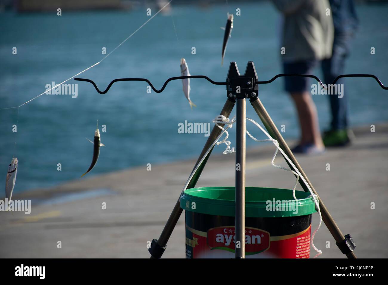 Fishing bucket and blurred freshly caught horse mackerel. Stock Photo