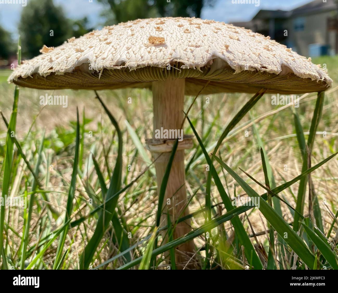 This Meadow Mushroom is standing tall in the grass of a local park. Stock Photo