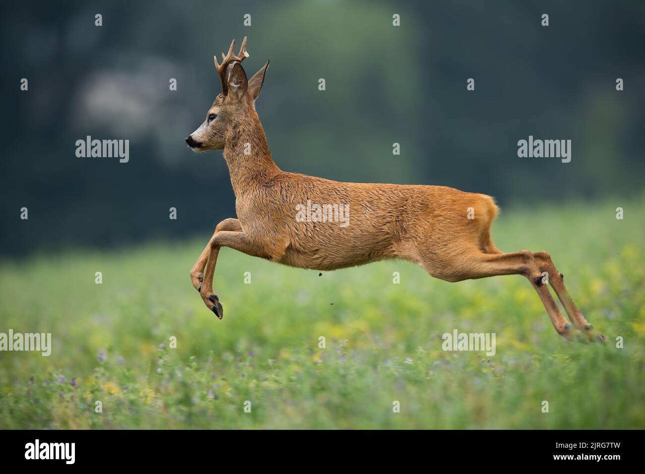 Roe deer buck running away from danger in summer nature Stock Photo